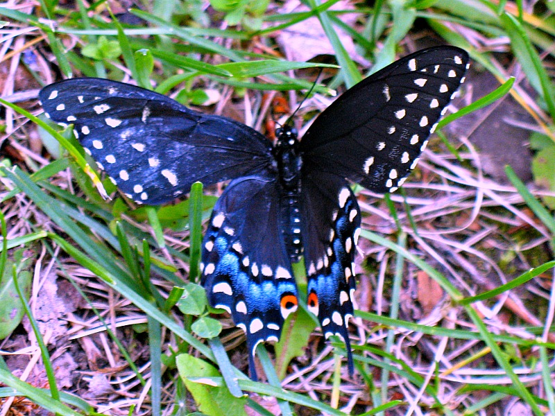 Butterfly Butterfly