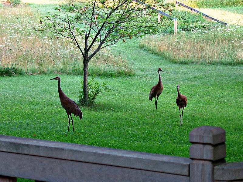 Sandhill Cranes Sandhill Cranes