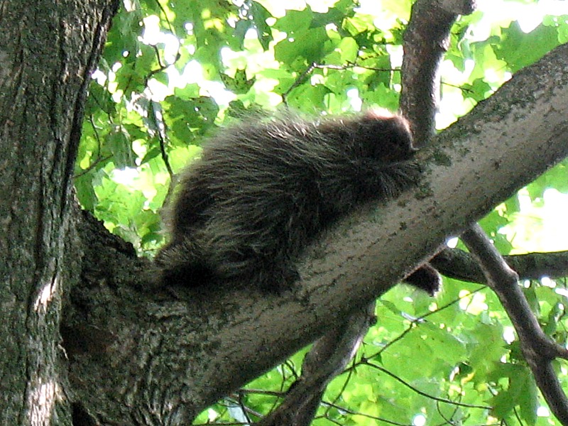 Porcupine Porcupine